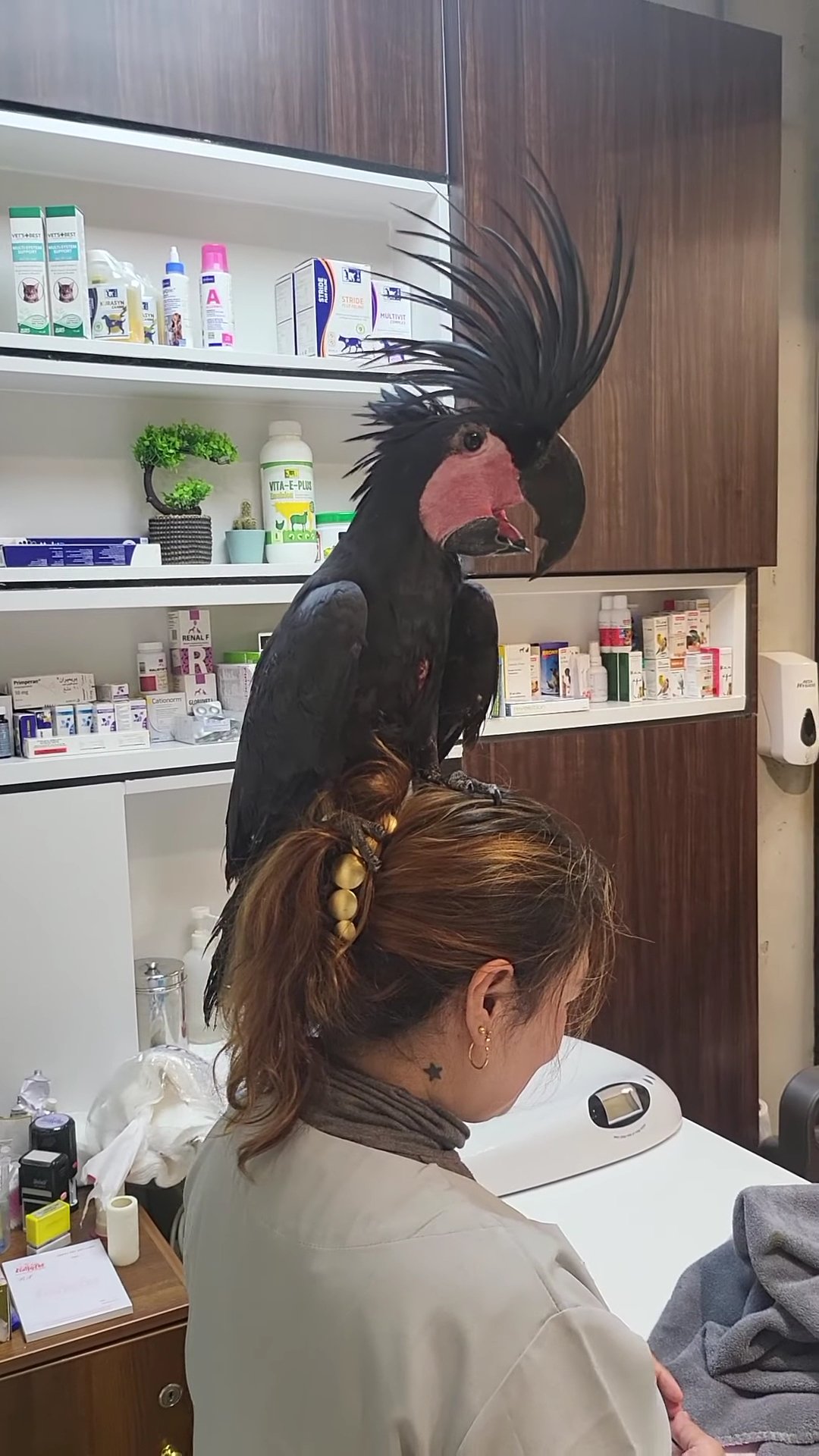 Doctor examining parrot and avian patient